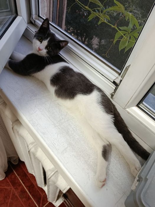 Отдам котенка в хорошие руки / мальчик