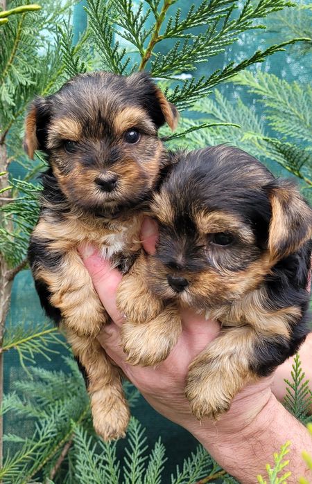 Йоркширски териер  - мини!!!