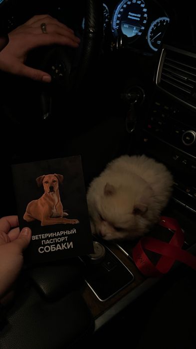 Немецкий шпиц,щенок