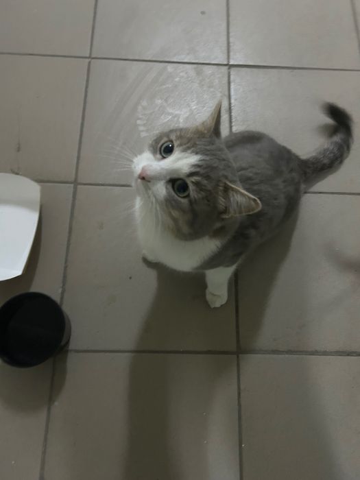 Отдам кота в хорошие руки