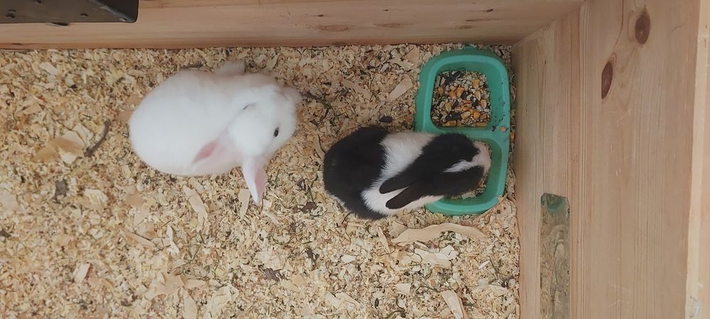 Карликовые Кролики