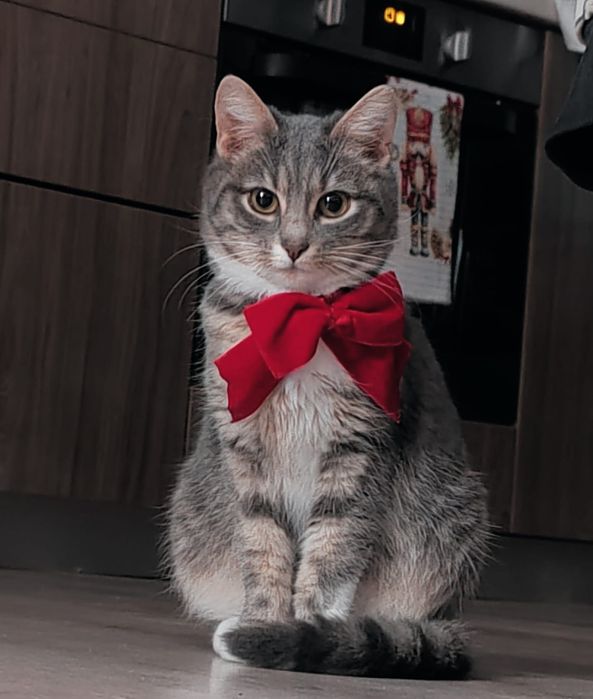 Pisicuță metis 8 luni