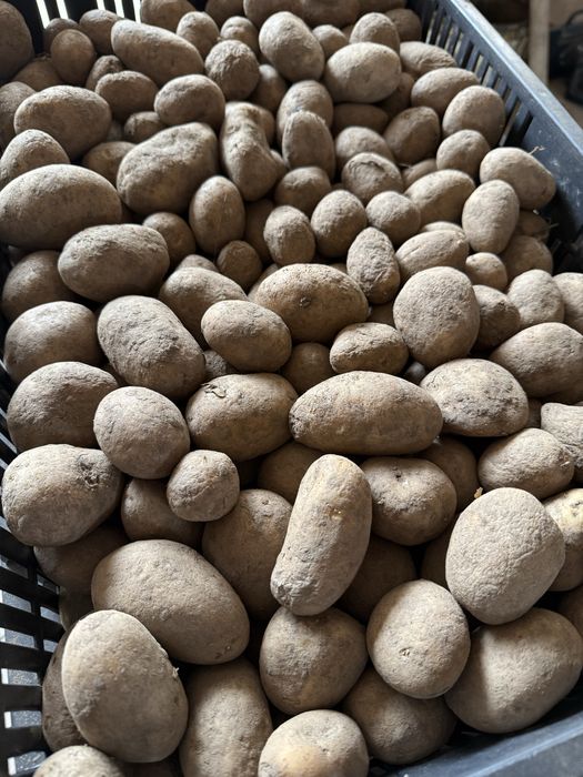 Cartofi rosii si albii