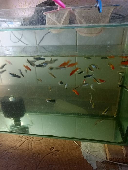 Продаются рыбки для аквариума