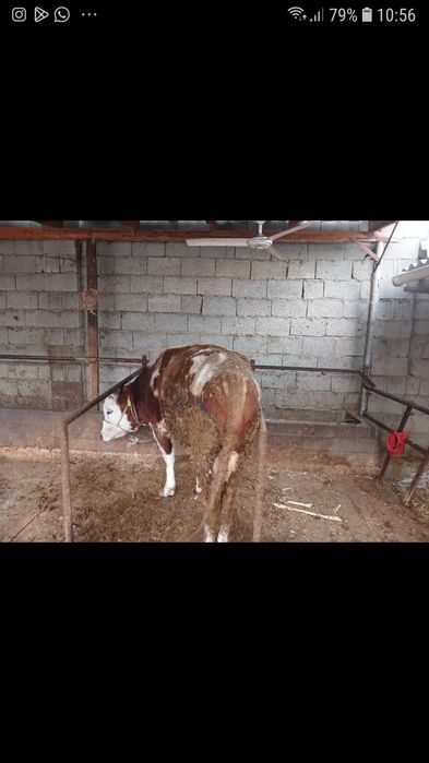 Бұқа сатылады бордақыда тұрған.