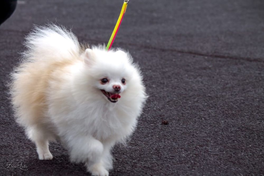 Предлагаю для вязки мальчика шпица.