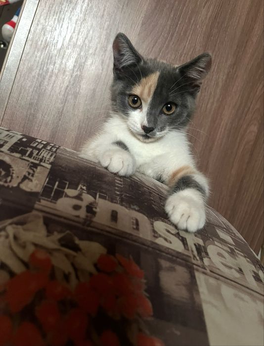 Котенок очень игривый, гиперактивный