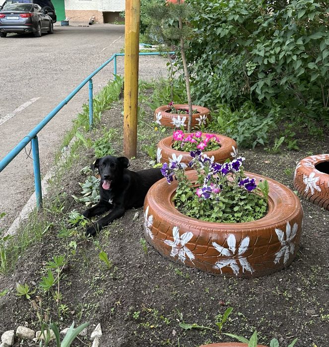 Отдам щенка в хоршие добрые руки