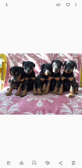 Dabirman bolalariga OLDINDAN ZAKAZ OLAMIZ