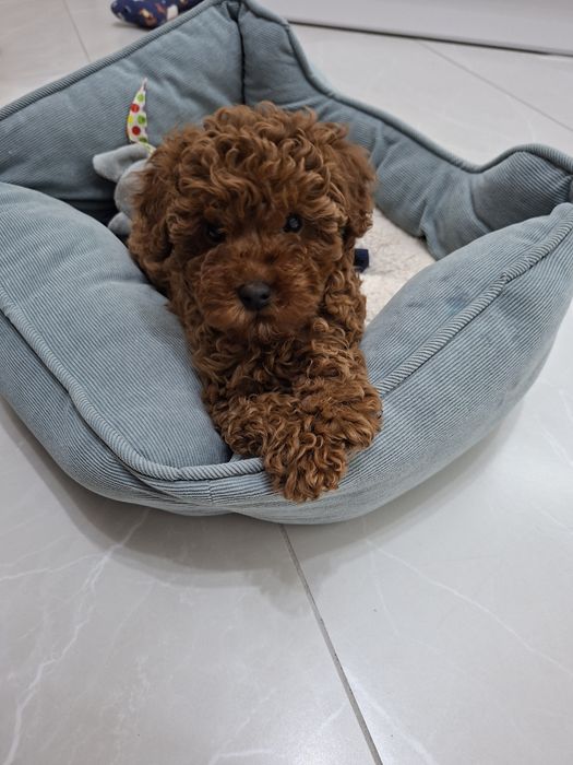 Той пудел Toy Poodle ЖЕНСКО