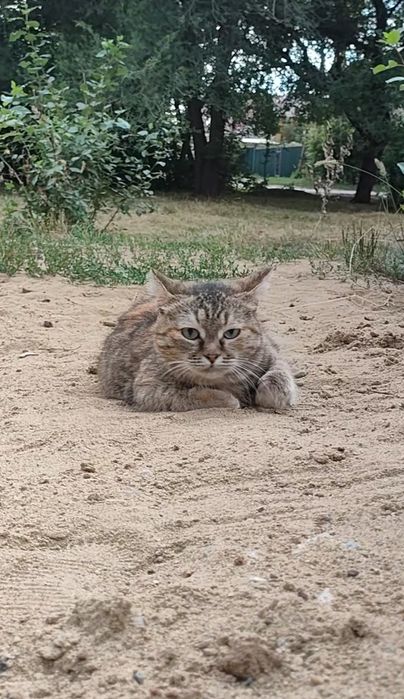 Кошка, стерилизованая, ласковая