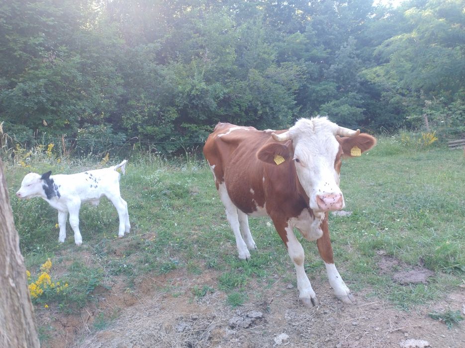 Vaca bălțată romaneasca