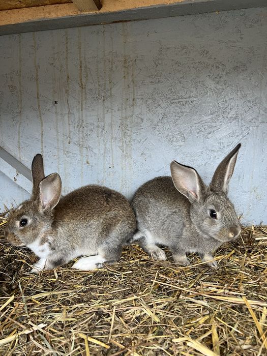 Vand o pereche de iepurasi