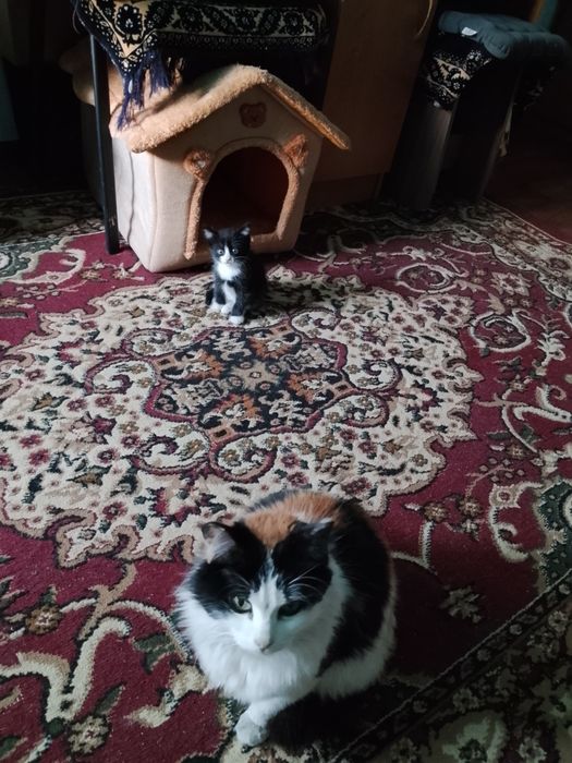 Продам домашних котят