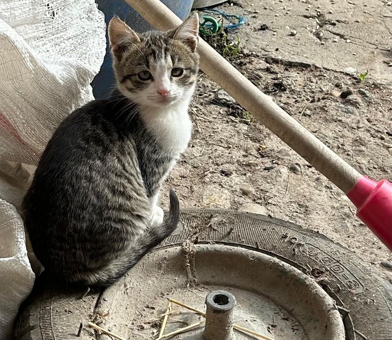 Pisici spre adoptie