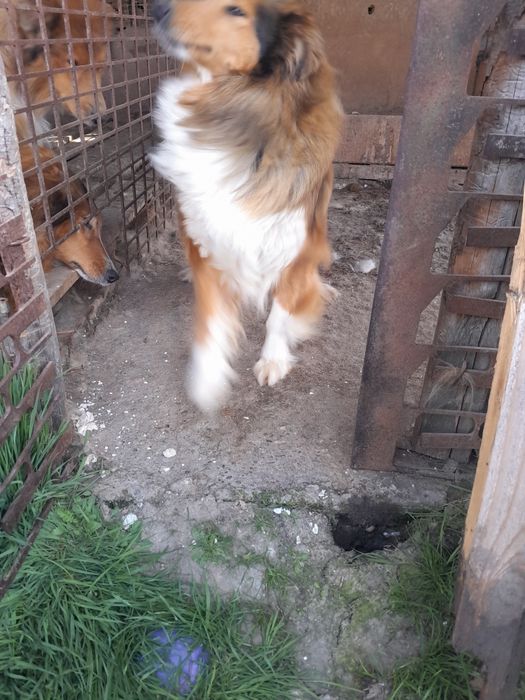 Catelusa collie Lessi  gestanta
