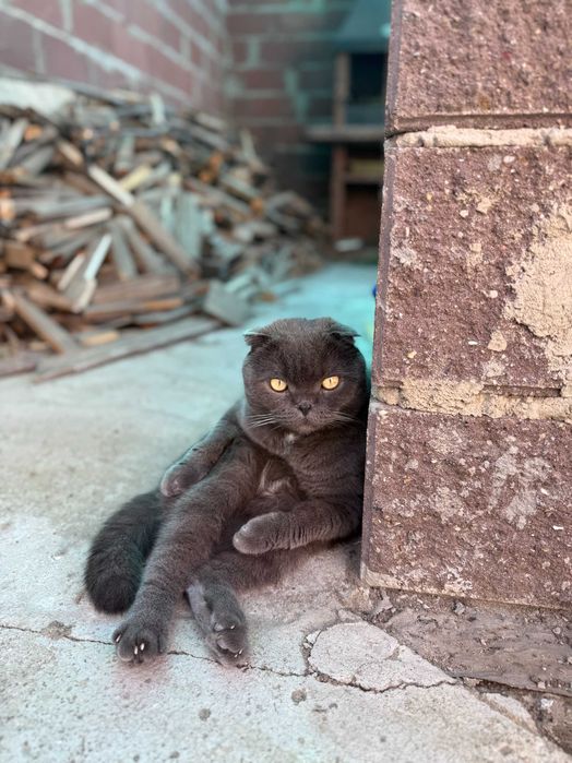 Пропал домашний кот