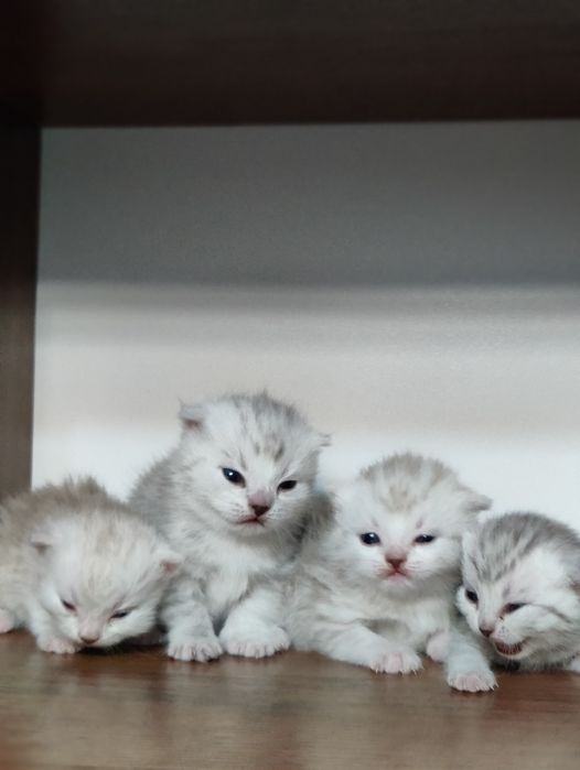 Шотландские вислоухие