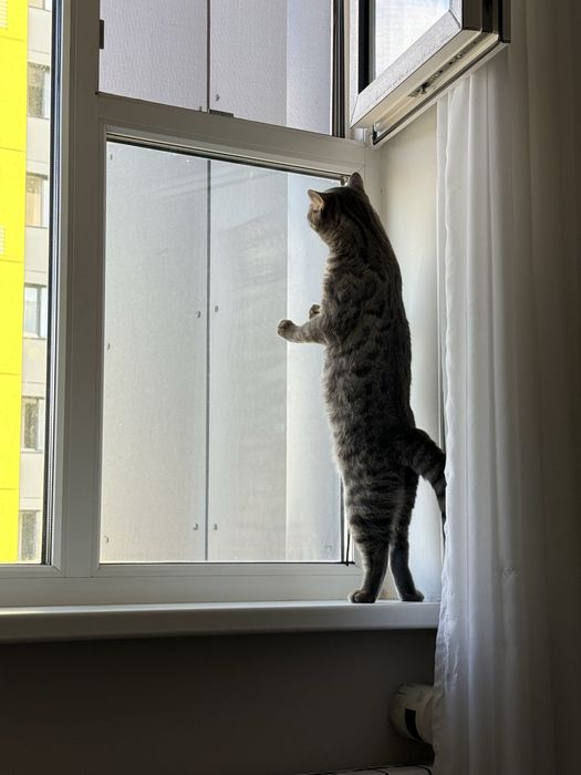 Кот британской породы