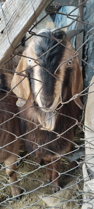 Ешкі сатылады.Алпиньский