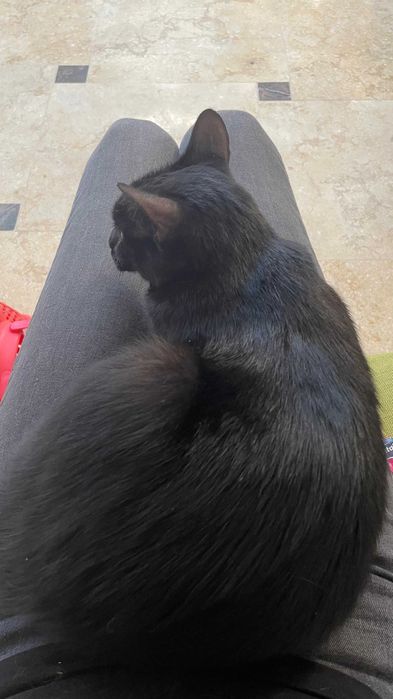 Cici, pisicuta sterilizata pentru adoptie