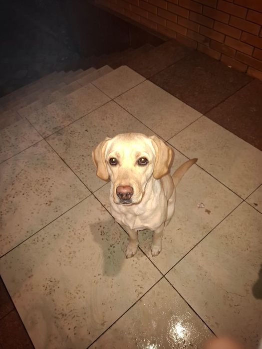 Лабрадор ретривер 11 месяцев