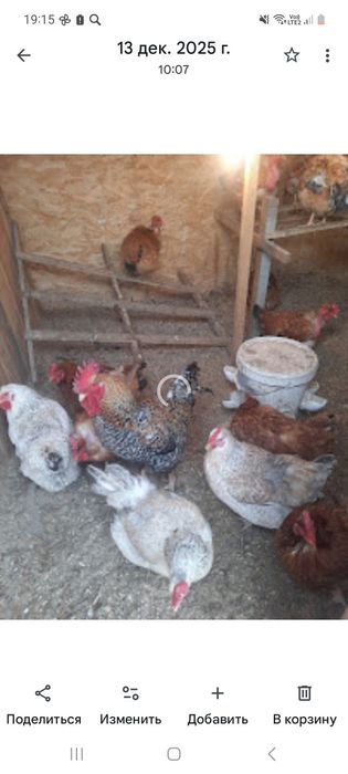 Инкубационое яйцо