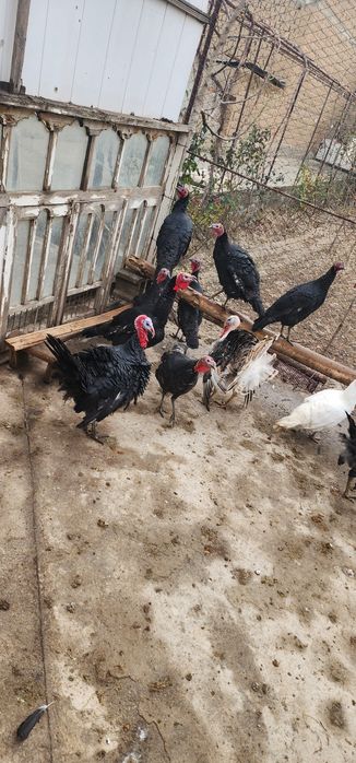 Induklar sotiladi kurkalar sotiladi harxilidan bor