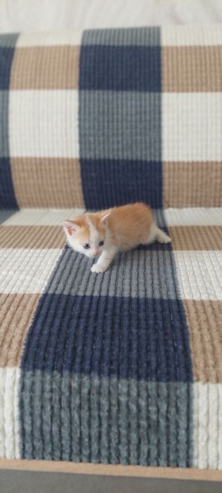 Котята малышыыыы