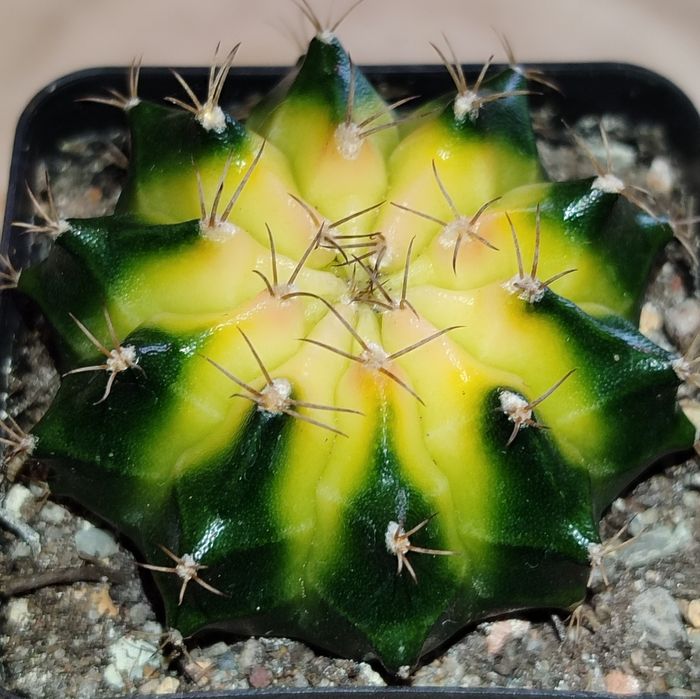 Вариегатные Кактусы