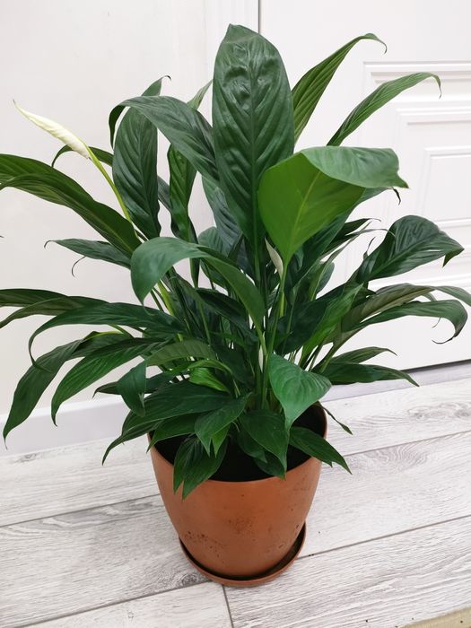 Домашние растения, доставка