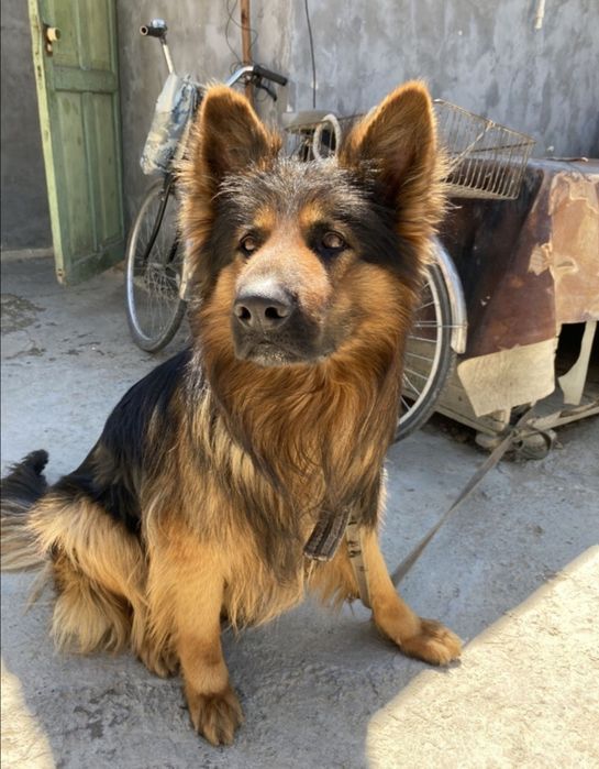 Вязка,Кабель Породистой Овчарки , Ovcharka erkak It juftlash uchun