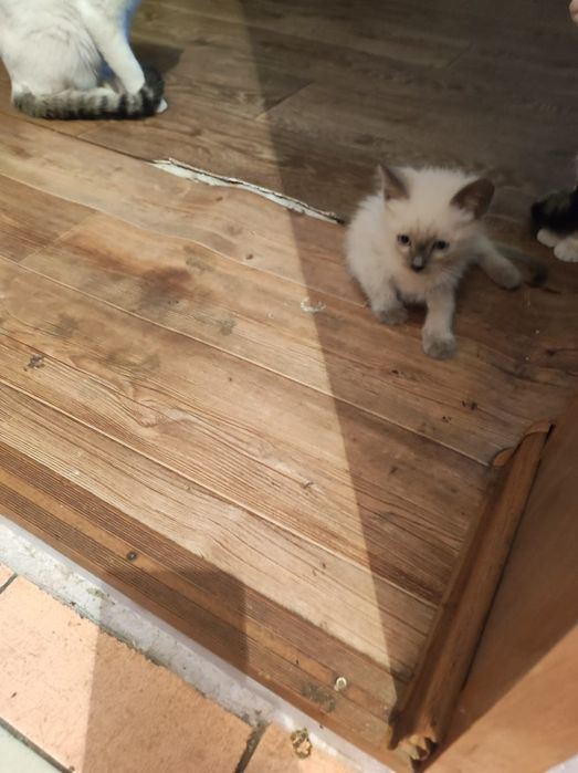 Отдам котят 2,6 месяца