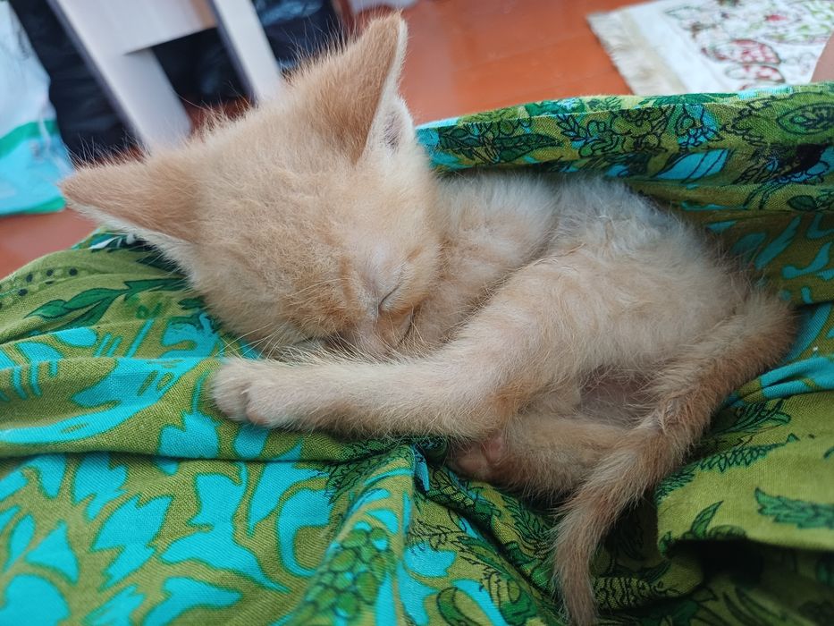 Отдам котят девочка и мальчик