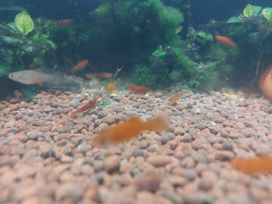 Меченосец малёк красный