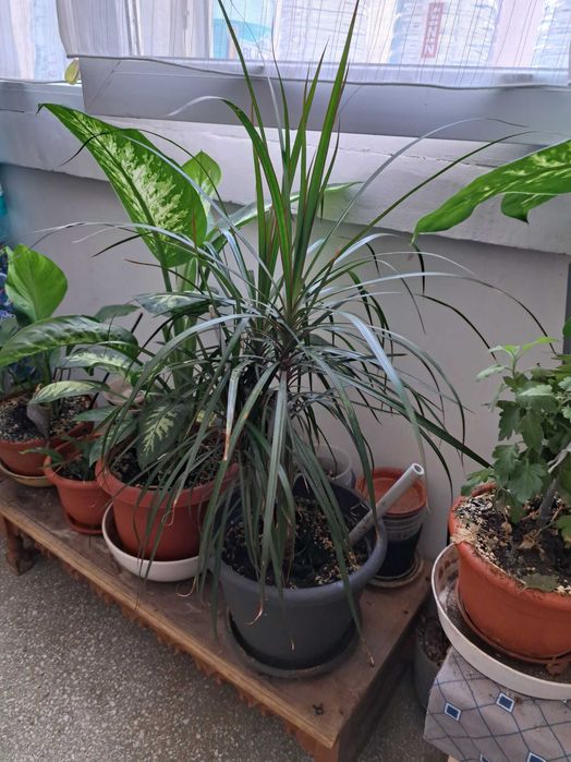 Plante verzi la ghiveci.