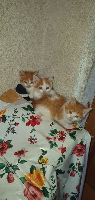 Ofer spre adopție..