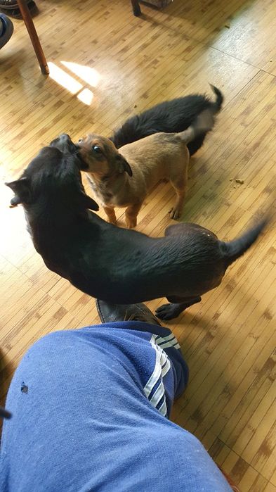 Căței spre adopție băiat și fetiță