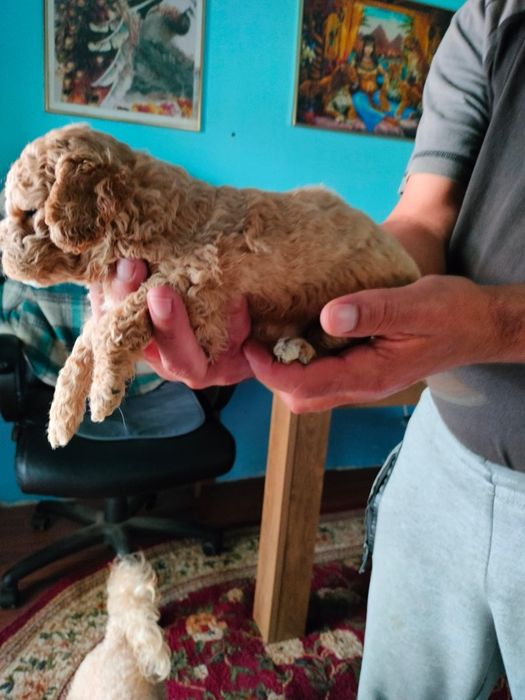 Pudel fetiță toy