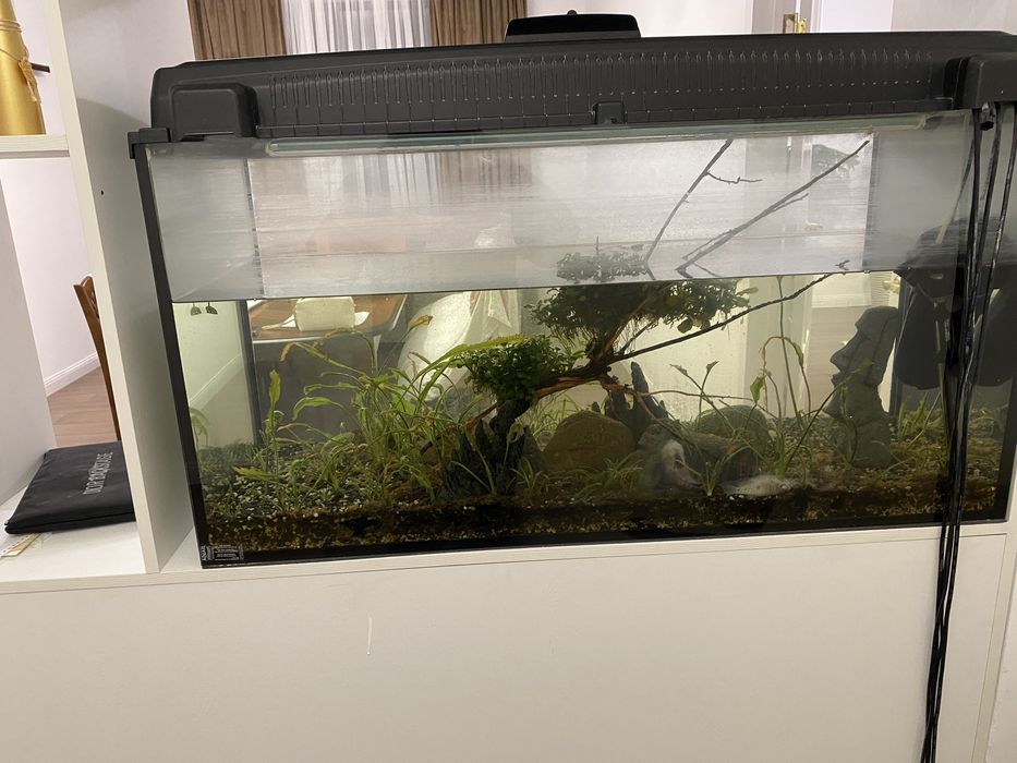 Аквариумистика.Аквариум Алматы.