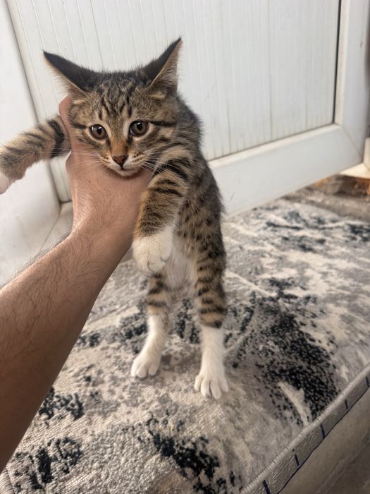 Tekinga 4ta mushuk bollari