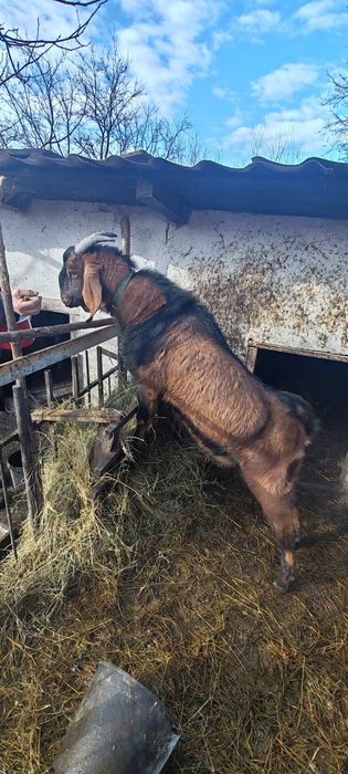 Vând ȚAP Anglonubian