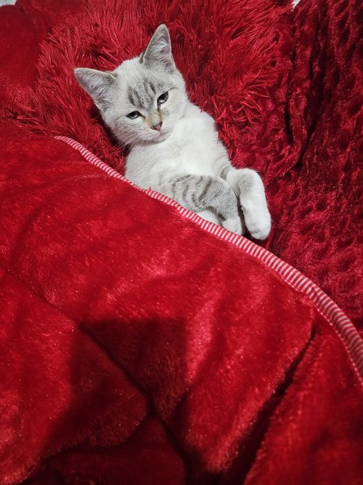 Сиам мушуги бепул