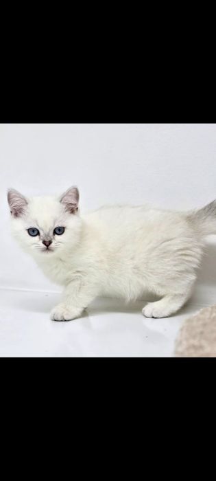 Котики СинеглаЗые британские