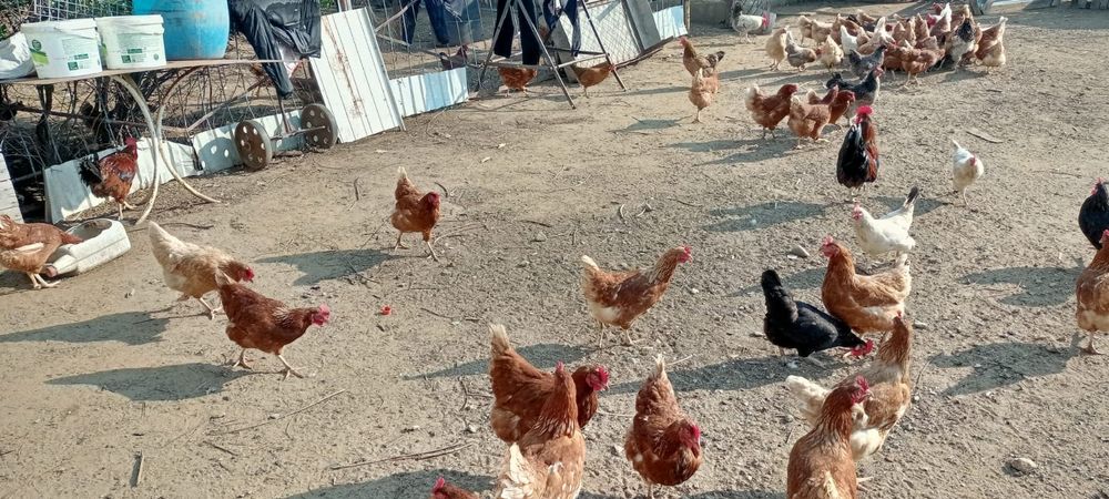 Продам куриц и бройлеры