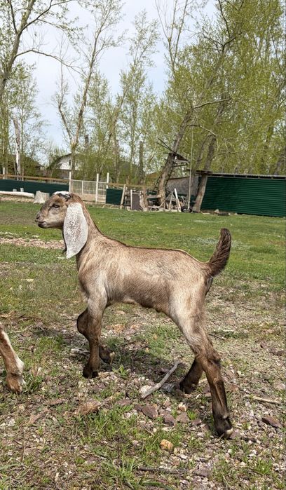 Козлята нубийские