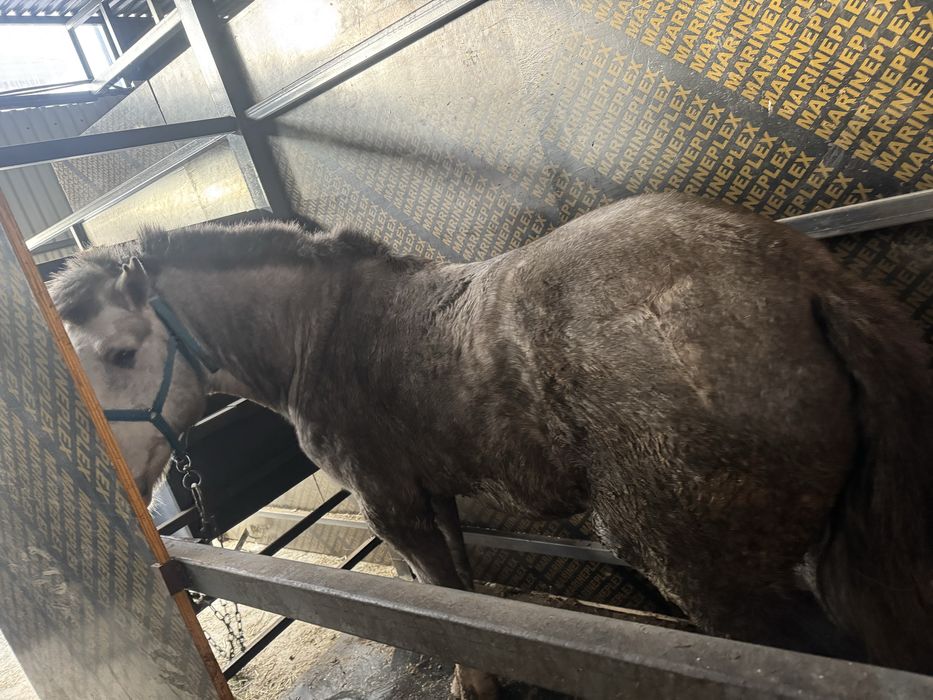 Продам коня көк жорға