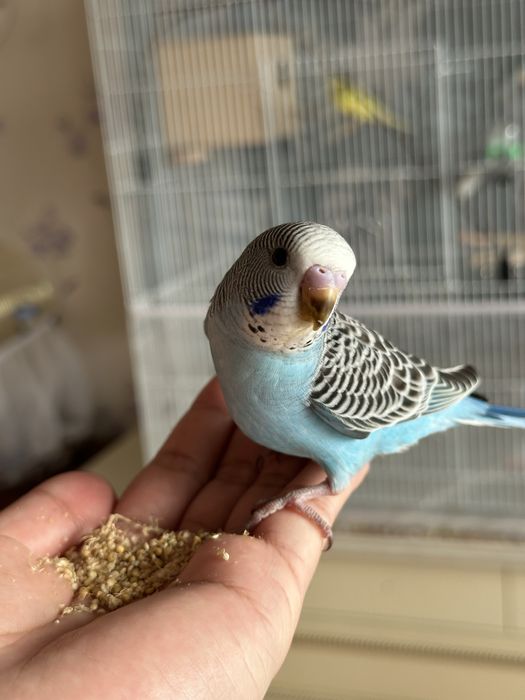 Ручные волнистые попугаи