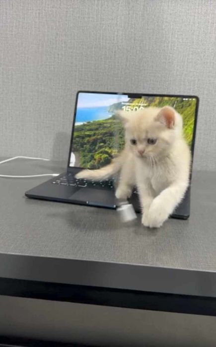Британские котята
