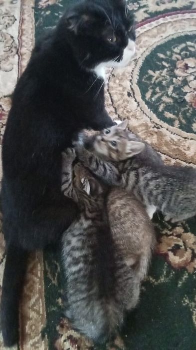 Отдам в хорошие руки